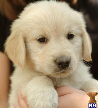 Puppies in Paola